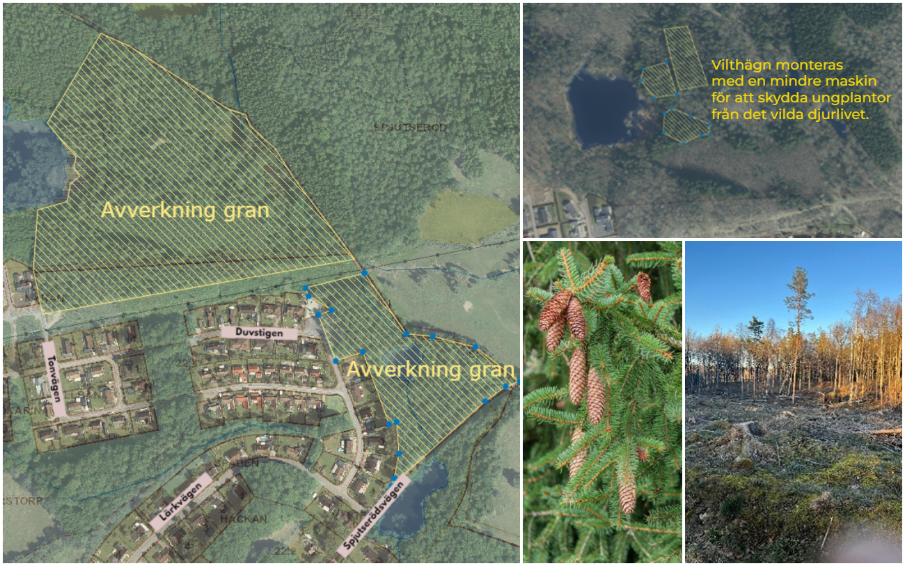 Bildcollage med fyra bilder som visar åtgärder i Mulleskogen. Två av bilderna visar kartskisser med markerade områden och text. Resterande två bilder visar grangren med kottar och avverkad granskog.