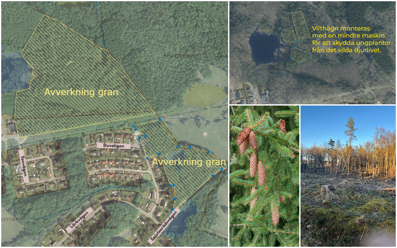 Bildcollage med fyra bilder som visar åtgärder i Mulleskogen. Två av bilderna visar kartskisser med markerade områden och text. Resterande två bilder visar grangren med kottar och avverkad granskog.