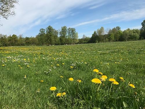 Fyll i beskrivning av bilden