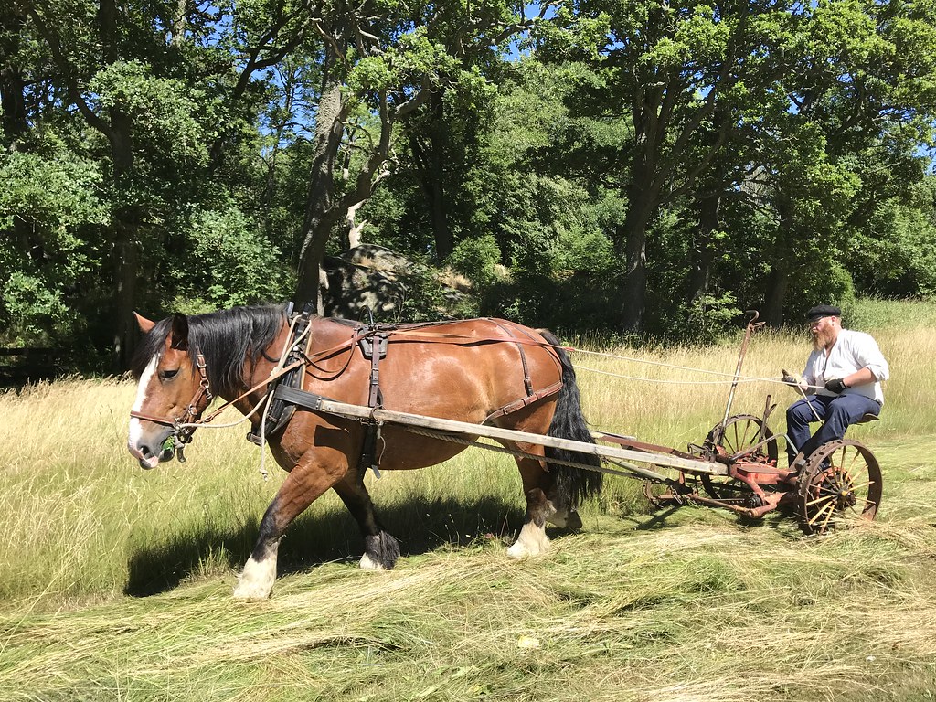 Fyll i beskrivning av bilden