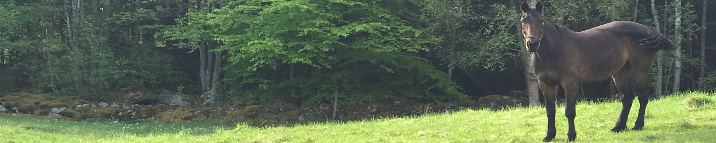 Säsongsbetonade bilder på startsidan