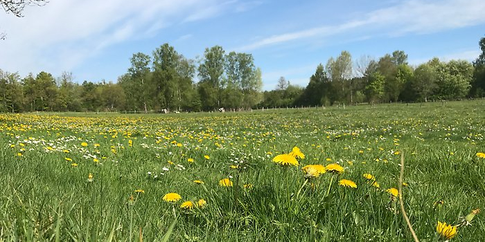 Sommaräng med blå himmel och gula maskrosor