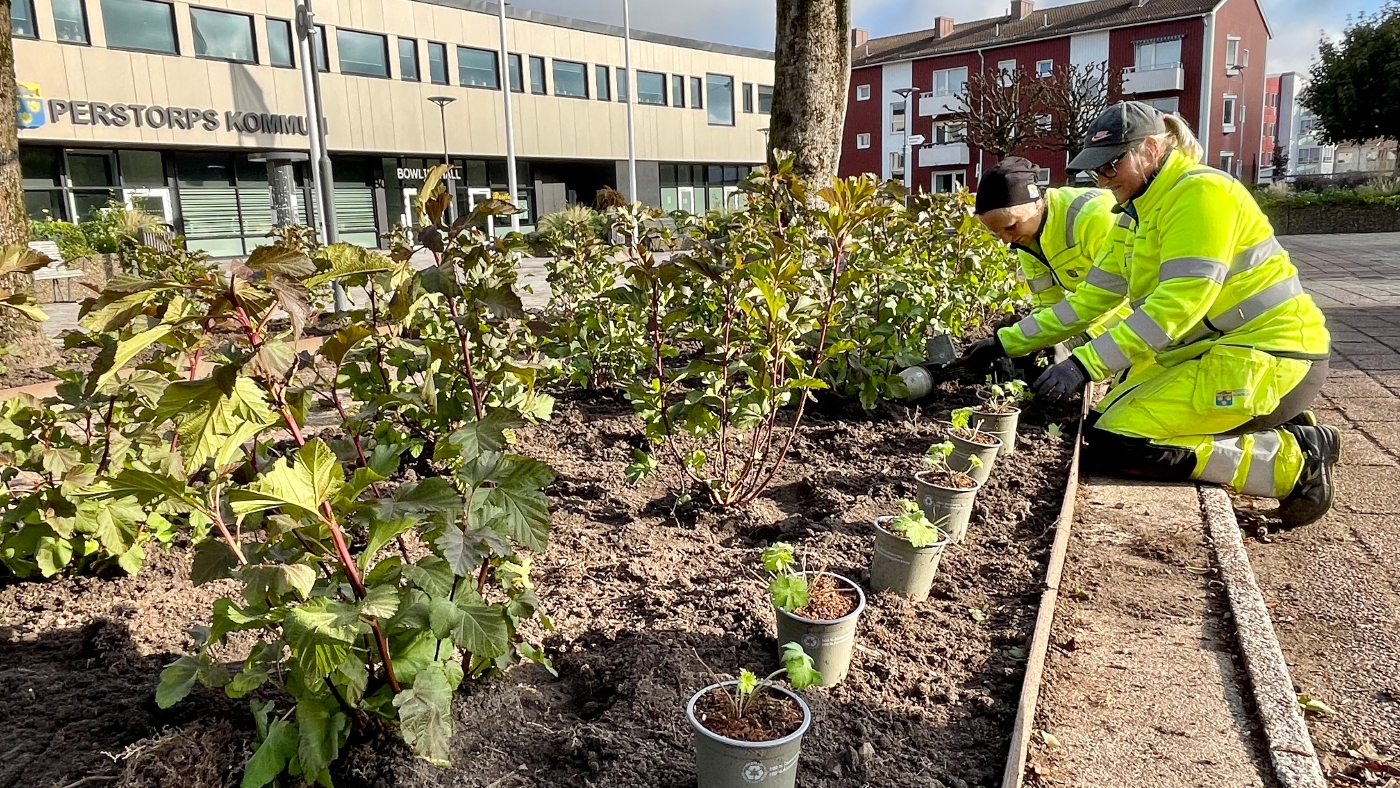 Två kvinnor i varselkläder planterar växter på torget i Perstorp. I Bakgrunden ses Centrumhusets exteriör med kommunens vapen på fasaden och texten Perstorps kommun i Svart.