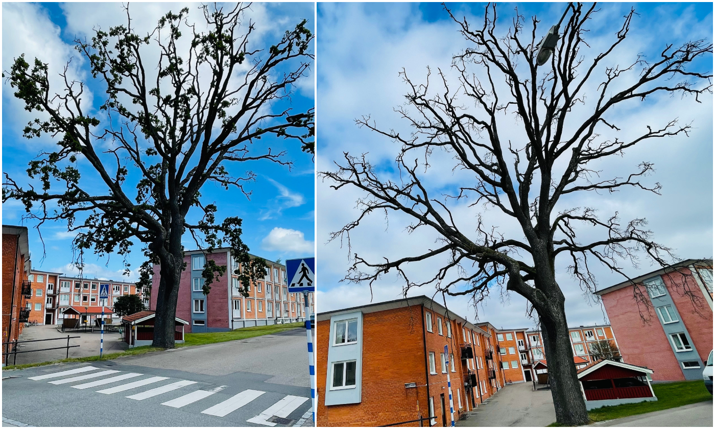 Bildcollage med två bilder som visar ek på Postgatan/Hantverkaregatan. Eken är gammal och i dåligt skick och behöver därför fällas.