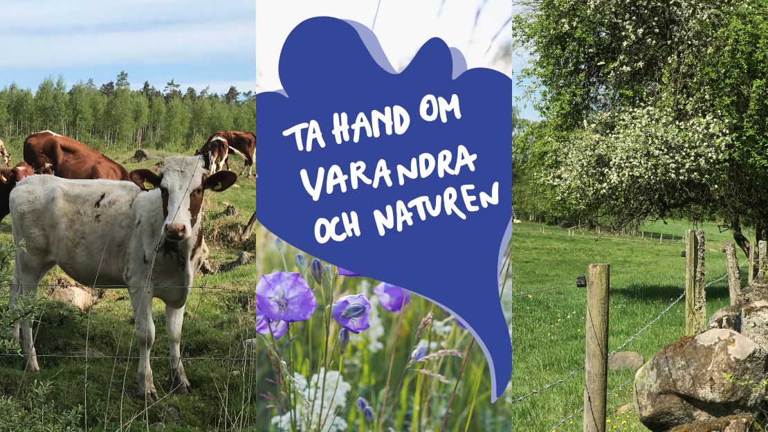 Kor i hage i collagebild tillsammans med text Ta hand om varandra och naturen. Ingår i information om allemansrätten.