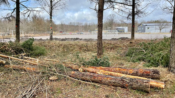 Röjningsarbete vid grusplanen intill Ugglebadet. Planen ska byggas om till en kontsgräsplan för fotboll.
