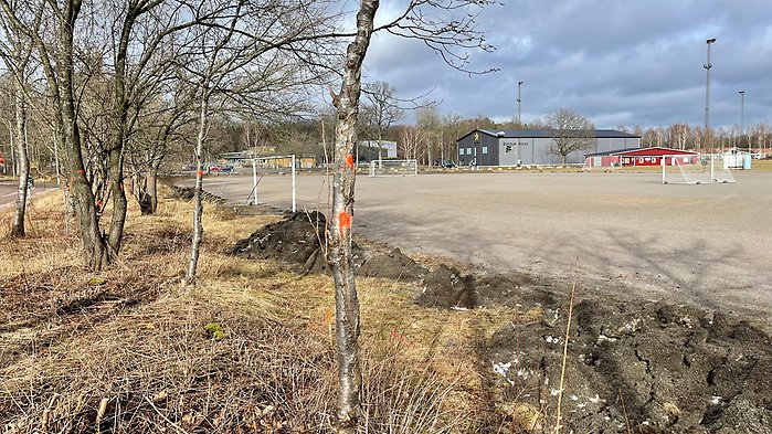 Röjningsarbete vid grusplanen intill Ugglebadet. Planen ska byggas om till en konstgräsplan för fotboll.