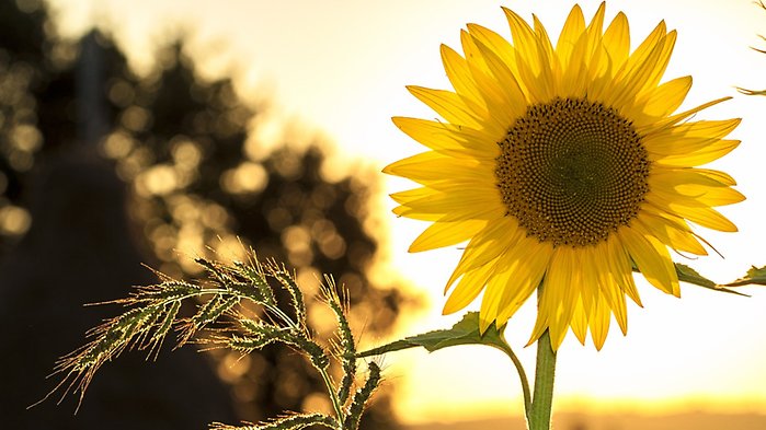 Sommarjobb för ungdomar 2020