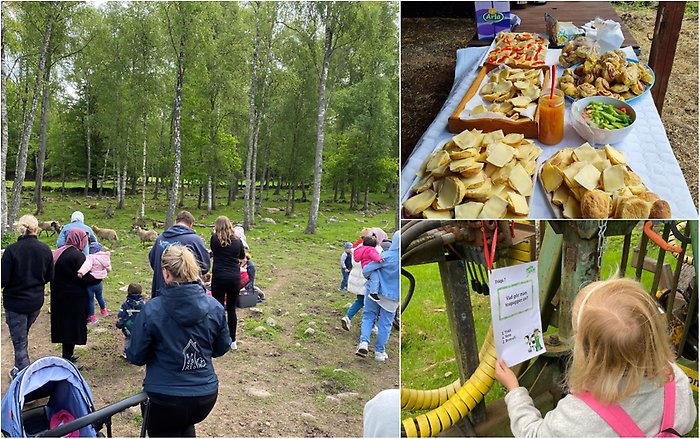 Bildcollage med tre bilder från Familjens Hus utflykt till Evas gård.