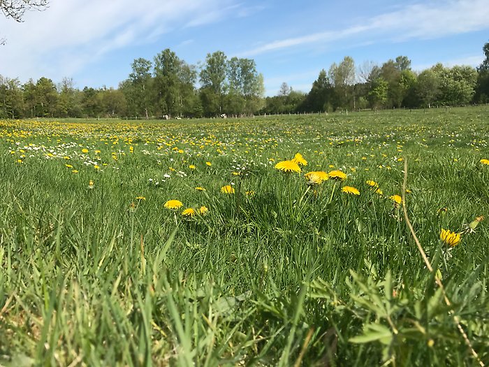 Fyll i beskrivning av bilden