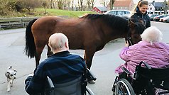 Hästen Jon Bon Jovi, 24,och hunden Fritz, 6, besöker boende på Ybbåsen tillsammans med ägaren Felicia Bengtsson