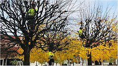 Arborister klipper lönnarna på torget i Perstorp