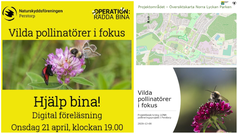 Bildcollage med info om webbinarium om vilda bin och även en projektbeskrivning över ett gemensamt projekt med bin i fokus som Perstorps kommun gör tillsammans med Naturskyddsföreningen Petrstorp