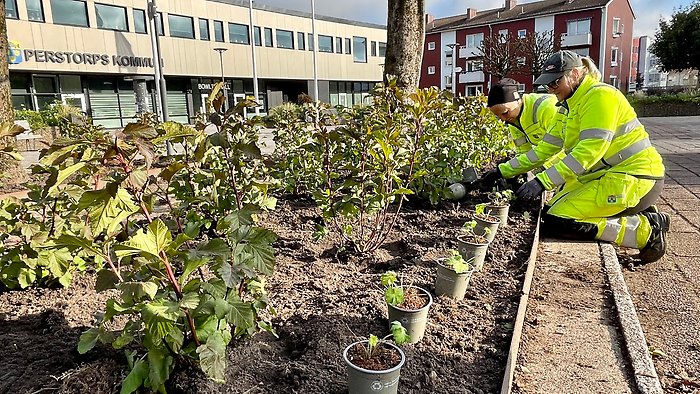 Två kvinnor i varselkläder planterar växter på torget i Perstorp. I Bakgrunden ses Centrumhusets exteriör med kommunens vapen på fasaden och texten Perstorps kommun i Svart.