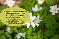 Valborgsmässoaftons öppettider i kundtjänst 2025. Bild, vitsippa i bakgrunden med en ring som berättar öppettider. 